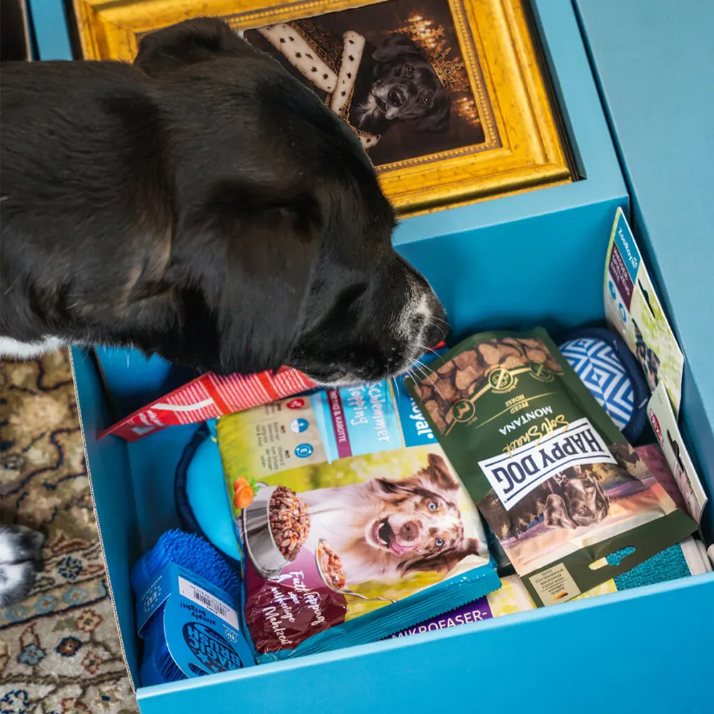 Ein schwarzer Hund steckt den Kopf in die offene Box voller Futterbeutel